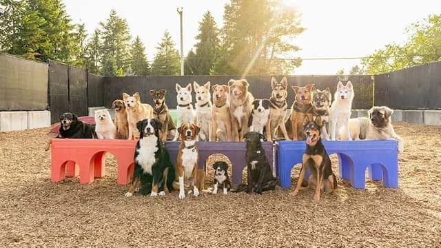 DOG CARE – DAYCARE & BOARDING