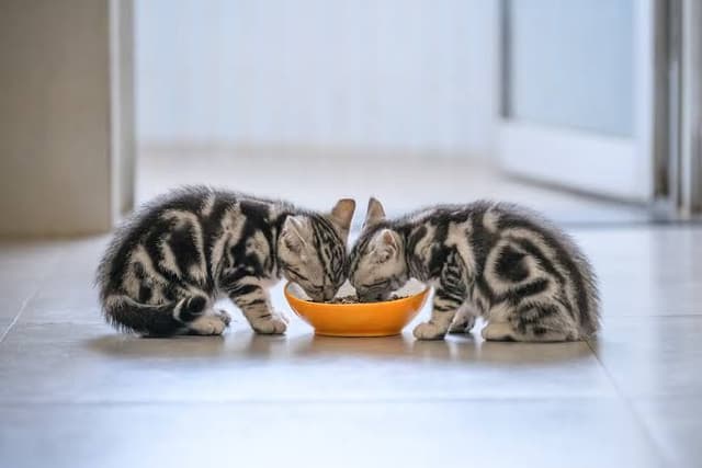 CAT CARE – HOME VISITS & SITTING
