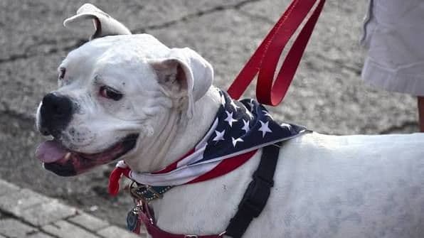 Professional Dog Grooming and Pet Care