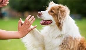Professional Dog Walking and Pet Sitting Services